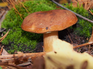 Boletus mushroom grows in the forest. Wildlife. Edible mushroom.
