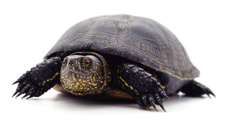 Wild black turtle.