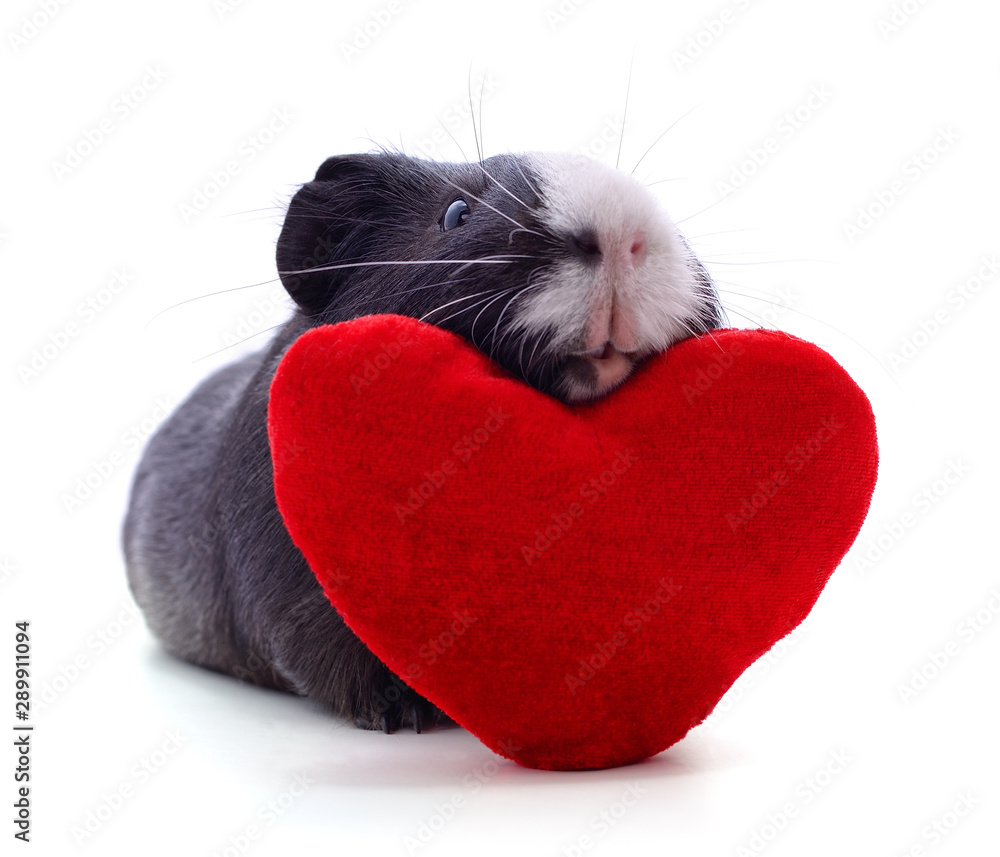 Sticker guinea pig and heart.