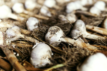 Large garlic, garlic lies on the ground, raw garlic