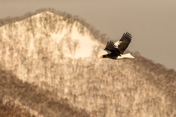 Steller's sea eagle flying in front of winter mountains scenery in Hokkaido, Bird silhouette. Beautiful nature scenery in winter. Mountain covered by snow, birding in Asia, wallpaper,Japan