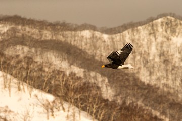 Steller's sea eagle flying in front of winter mountains scenery in Hokkaido, Bird silhouette. Beautiful nature scenery in winter. Mountain covered by snow, birding in Asia, wallpaper,Japan