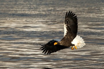 Steller's sea eagle in flight hunting fish from sea at sunrise,Hokkaido, Japan, majestic sea eagle with big claws aiming to catch fish from water surface, wildlife scene,birding adventure, wallpaper