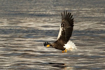 Steller's sea eagle in flight hunting fish from sea at sunrise,Hokkaido, Japan, majestic sea eagle with big claws aiming to catch fish from water surface, wildlife scene,birding adventure, wallpaper