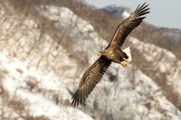 White-tailed eagle flying in front of winter mountains scenery in Hokkaido, Bird silhouette. Beautiful nature scenery in winter. Mountain covered by snow, glacier. Panoramatic view, Japan