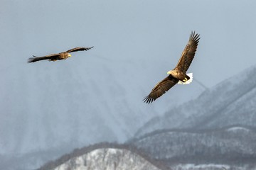 Two white-tailed eagle flying in front of winter mountains scenery in Hokkaido, Bird silhouette. Beautiful nature scenery in winter. Mountain covered by snow, glacier. Panoramatic view, Japan