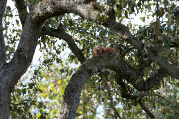 Eichhörnchen in einem Apfelbaum © Tobias Seeliger