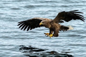 White-tailed eagle in flight hunting fish from sea,Hokkaido, Japan, Haliaeetus albicilla, majestic sea eagle with big claws aiming to catch fish from water surface, wildlife scene,birding  in Asia