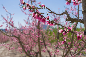 Beautiful pink peach flowers petals and trees blooming on a spring sunny day