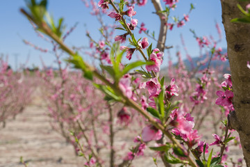 Beautiful pink peach flowers petals and trees blooming on a spring sunny day