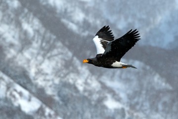 Steller's sea eagle flying in front of winter mountains scenery in Hokkaido, Bird silhouette. Beautiful nature scenery in winter. Mountain covered by snow, birding in Asia, wallpaper,Japan