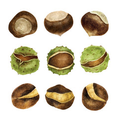 Chestnut nuts set isolated on white background.Traditional thanksgiving food, autumn holidays and a healthy diet.For crafts with children.Hand drawn watercolor illustration. - 289911620