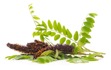 Purple flower of acacia.