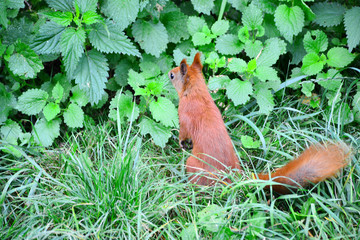  Little red squirrel in a city park.