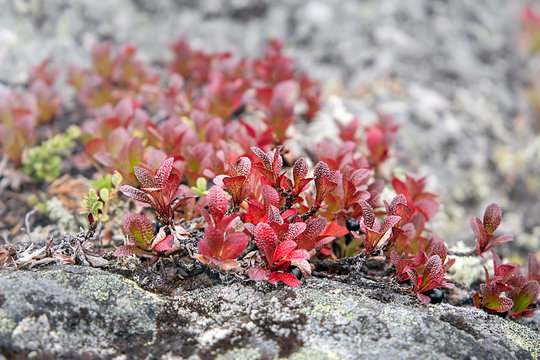 Arctous alpine grows on Mount Kivakka. Karelia. Russia
