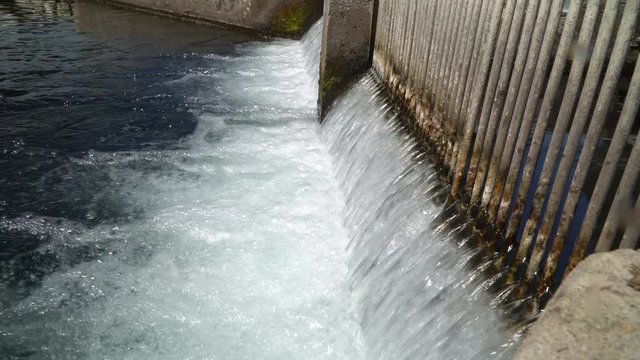 Juvenile rainbow trout attempt to swim upstream in a hatchery pool, but are blocked by metal bars.