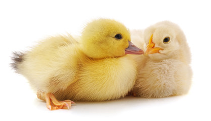 Chicken and duckling.