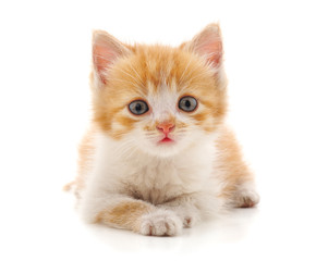 Beautiful red kitten.