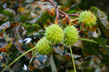 Beautiful chestnuts in the autumn city park.
