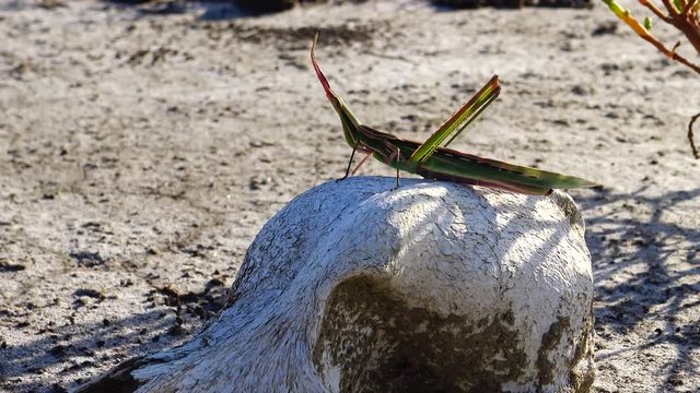 Acrida ungarica, insect sits on an old skull of a predatory animal against the background of cracked mud, Kuyalnitsky estuary, close-up.