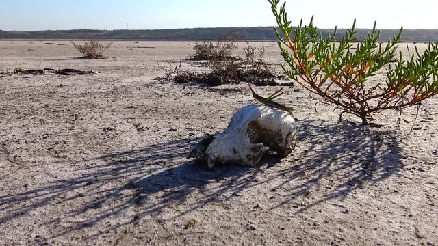 Acrida ungarica, insect sits on an old skull of a predatory animal against the background of cracked mud, Kuyalnitsky estuary, close-up.