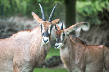 Naklejka na ściany i meble Horse antelope (Pferdeantilope, Hippotragus equinus) mother and child love