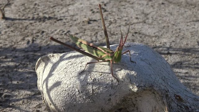 Acrida ungarica, insect sits on an old skull of a predatory animal against the background of cracked mud, Kuyalnitsky estuary, close-up.