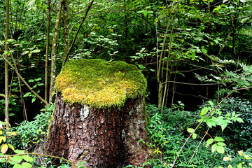 Baumstumpf im Schwarzwald Deutschland aus andere Perspektive fotografiert.