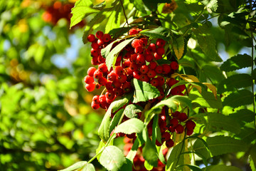  Red rowan fruits among green leaves on a sunny day.