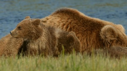 Fototapeta premium Bear and cubs