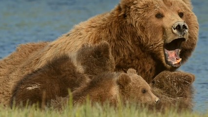 Bear and cubs