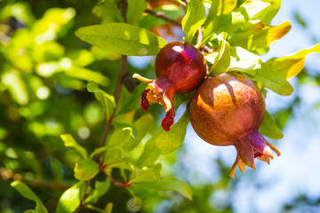 Bunch of pomegranate fruit growing on a tree in the garden