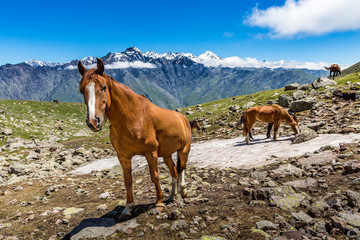 Fototapeta na wymiar Herd of horses in the mountains of the Caucasus. Georgia.