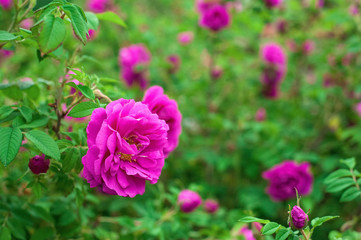 Bright pink roses with buds on a background of a green bush after rain. Beautiful pink roses in the summer garden. Background with many pink summer flowers.