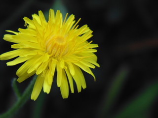 Yellow dandelion close-up on a blurred background
