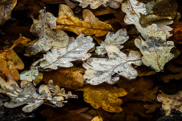 Fallen leaves in a cold puddle. Background for design.