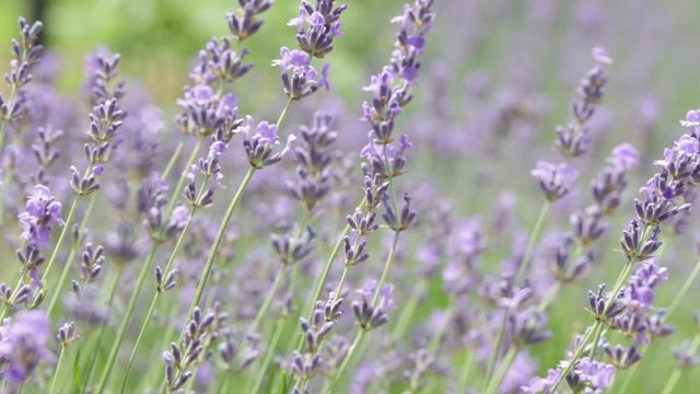 Lavender field, flowers closeup Nature concept