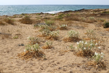 On the sandy shore of the Mediterranean Sea in the north of the state of Israel, a sand lily blooms - a star