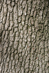 High resolution tree bark texture 
