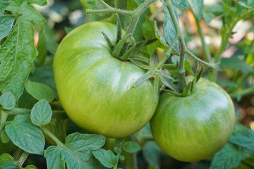 Fresh green tomatoes on a bush