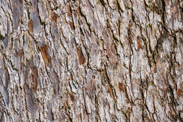 High resolution tree bark texture 