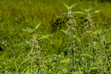 Brennesel in Wiese blühend