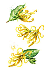 Ylang-Ylang yellow flower set. Cananga odroata. Watercolor hand drawn illustration isolated on white background