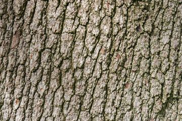 High resolution tree bark texture 
