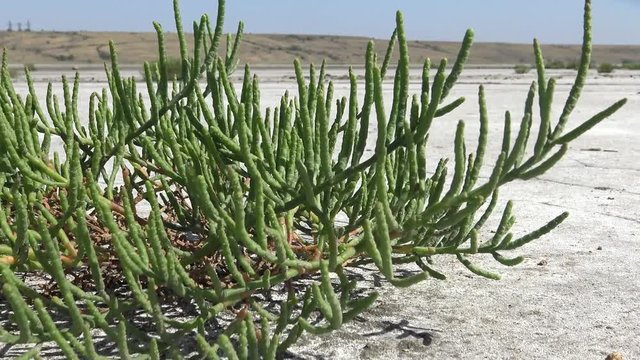 Salicornia europaea, known as common glasswort or just glasswort, is a halophytic annual dicot which grows in various zones of intertidal salt marshes. Kuyalnik Estuary, Ukraine