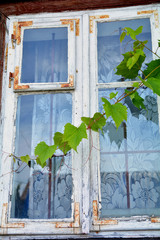pęd winogrona na tle starego okna