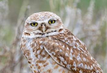 Burrowing Owl