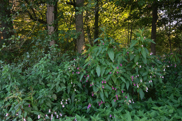 Wildflowers in the thick bushes in front of tall trees at the edge of the forest