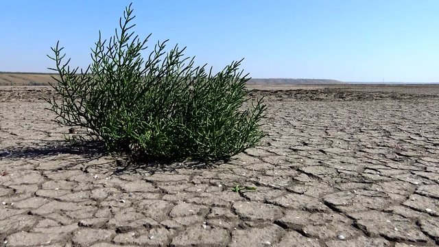 Salicornia europaea, known as common glasswort or just glasswort, is a halophytic annual dicot which grows in various zones of intertidal salt marshes. Kuyalnik Estuary, Ukraine