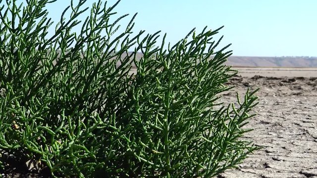 Salicornia europaea, known as common glasswort or just glasswort, is a halophytic annual dicot which grows in various zones of intertidal salt marshes. Kuyalnik Estuary, Ukraine